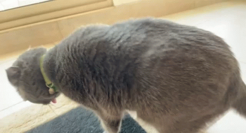 A Gray Cat Wearing A Collar Is Standing On A Black Mat GIF