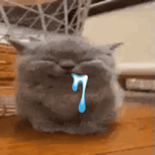 A Gray Cat With A Tear Coming Out Of Its Nose . GIF