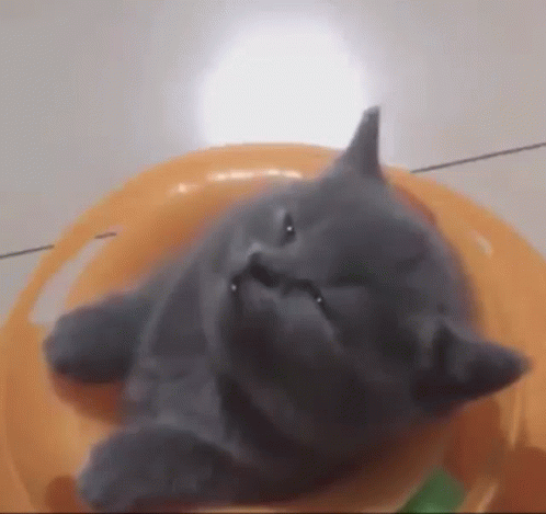 A Gray Kitten Is Sleeping On A Yellow Plate . GIF