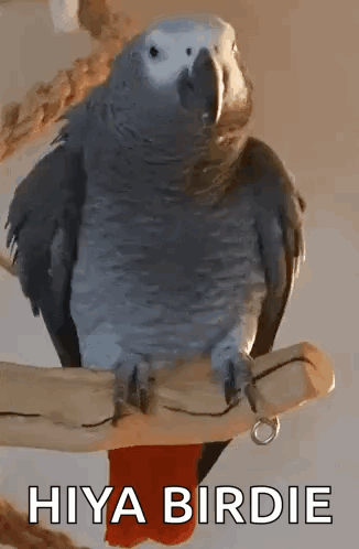 A Gray Parrot Is Perched On A Branch With The Words Hiya Birdie Below It . GIF