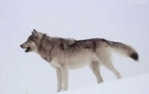 A Gray Wolf Is Standing In The Snow . GIF