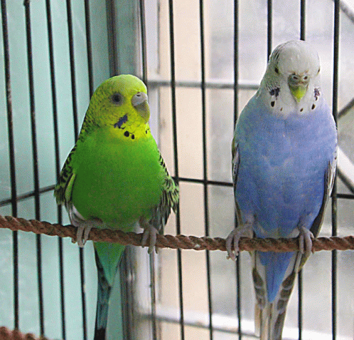 A Green And A Blue Parakeet Sitting On A Rope In A Cage GIF