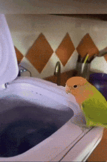 A Green And Orange Bird Sits On Top Of A White Washing Machine GIF