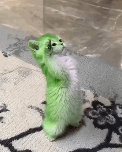 A Green And White Cat Is Standing On Its Hind Legs On A Rug GIF