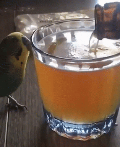 A Green And Yellow Parrot Standing Next To A Glass Of Beer GIF