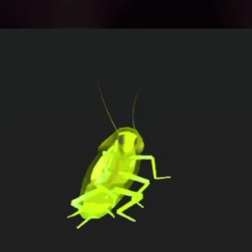 A Green Cockroach Is Crawling On A Black Background . GIF