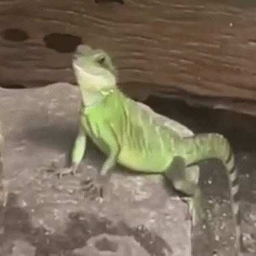 A Green Lizard Is Sitting On A Rock In A Cage . GIF