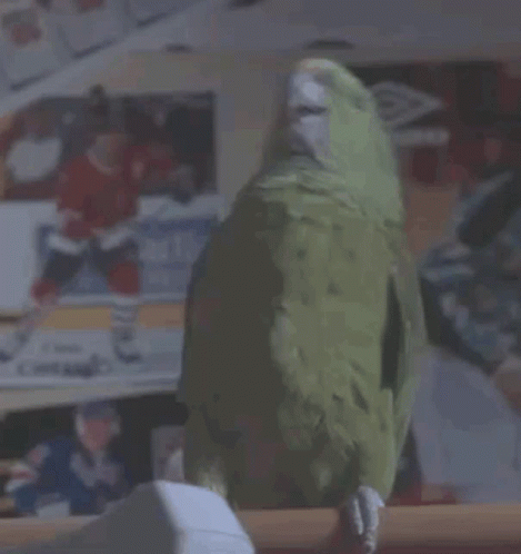 A Green Parrot Is Perched On A Wooden Railing In Front Of A Hockey Poster GIF