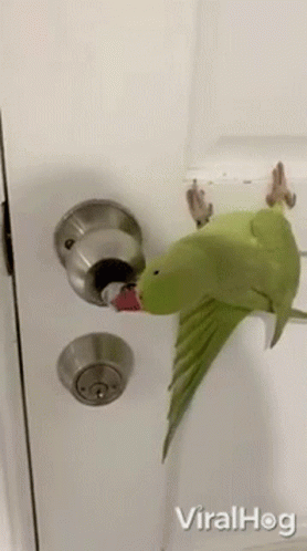 A Green Parrot Is Sitting On Top Of A Door Handle . GIF