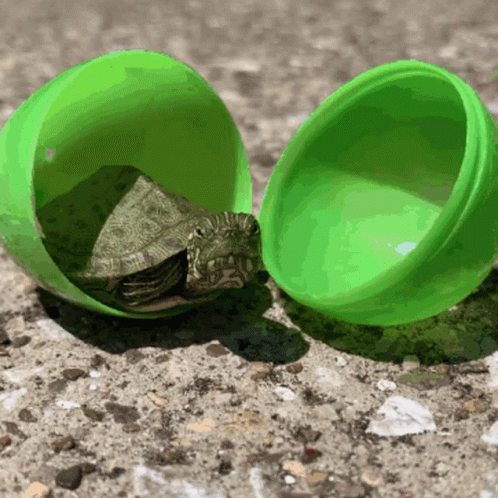 A Green Plastic Egg With A Small Turtle Inside GIF
