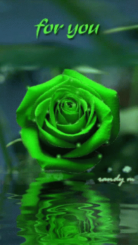 A Green Rose Is Reflected In The Water And Says For You GIF