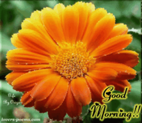 A Greeting Card With A Flower And The Words Good Morning GIF