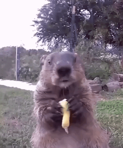 A Ground Squirrel Is Holding A Banana In Its Paws . GIF