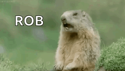A Ground Squirrel Is Standing In The Grass With Its Mouth Open And The Word Rob Written Above It . GIF
