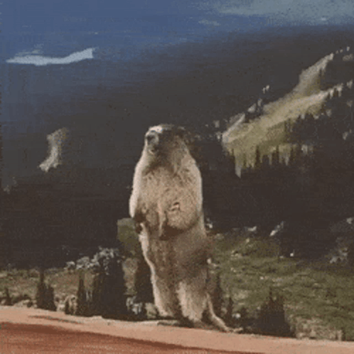 A Ground Squirrel Standing On Its Hind Legs In Front Of A Mountain GIF