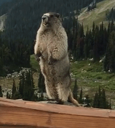 A Ground Squirrel Standing On Its Hind Legs With The Word Shari Written On The Bottom GIF