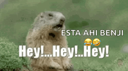 Ground Squirrel Says Hey Hey Hey GIF
