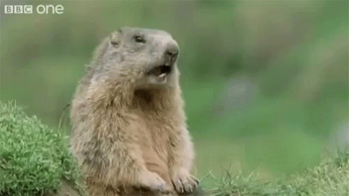 A Groundhog Is Sitting In The Grass With Its Mouth Open And The Words Hey ! Behind It . GIF