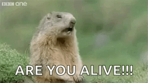 A Groundhog Is Standing In The Grass With Its Mouth Open And Saying `` Hey ! Are You Alive !! '' GIF