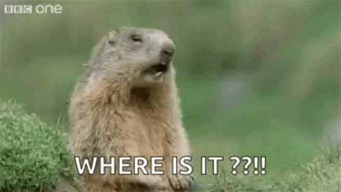 A Groundhog Is Standing In The Grass With Its Mouth Open And Saying Hey ! Where Is It ? GIF