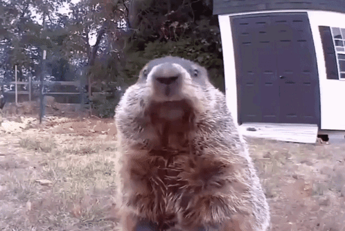 A Groundhog Standing On Its Hind Legs In Front Of A White Shed GIF