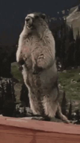 A Groundhog Standing On Its Hind Legs With The Word Jessica Written On The Bottom GIF