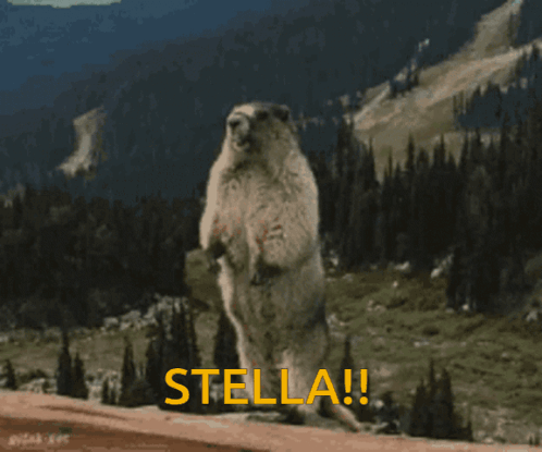 A Groundhog Standing On Its Hind Legs With The Word Stella Written In Yellow GIF