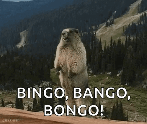 A Groundhog Standing On Its Hind Legs With The Words Bingo Bango Bongo Written Below It GIF
