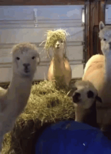 A Group Of Alpacas Are Standing Next To Each Other In A Stable Eating Hay . GIF