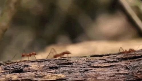 A Group Of Ants Are Crawling On A Piece Of Wood GIF