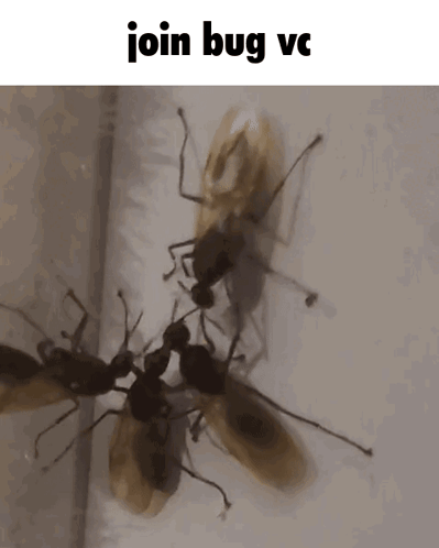 A Group Of Ants Standing Next To Each Other With The Words Join Bug Vc Written Above Them GIF