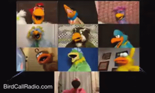 A Group Of Birds Are On A Video Call With Birdcallradio.com In The Corner GIF