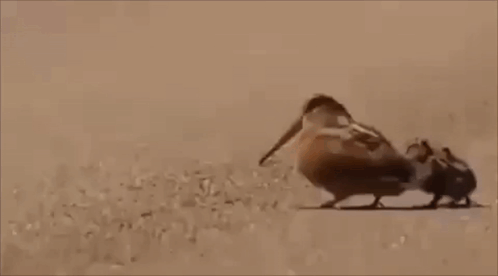 A Group Of Birds Are Standing Next To Each Other On A Sandy Beach . GIF