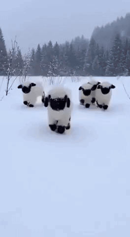 a group of black and white sheep are running through the snow .