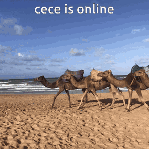 A Group Of Camels Walking On A Sandy Beach With The Words Cece Is Online Above Them GIF