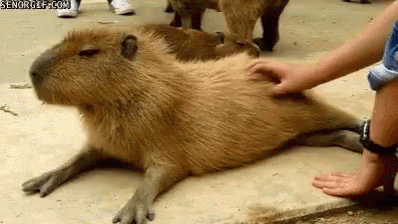 A Group Of Capybaras Are Laying On The Ground Being Petted By A Person . GIF