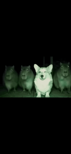 A Group Of Capybaras Are Standing Next To Each Other In A Dark Room . GIF