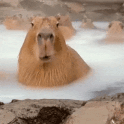 A Group Of Capybaras Are Taking A Bath In A Hot Spring . GIF
