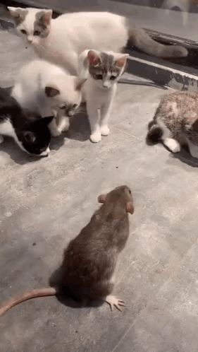 a group of cats and a rat are playing on the ground .