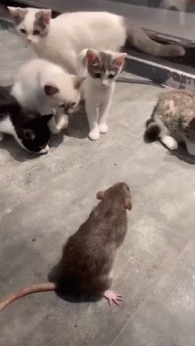 A Group Of Cats Are Looking At A Rat . GIF