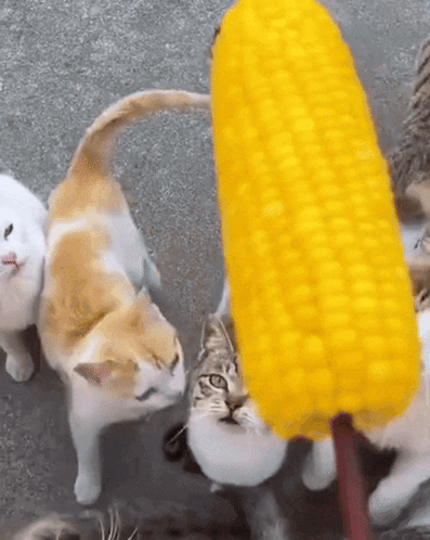 A Group Of Cats Are Playing With A Corn On The Cob GIF