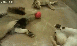 A Group Of Cats Are Playing With A Red Ball On The Floor . GIF