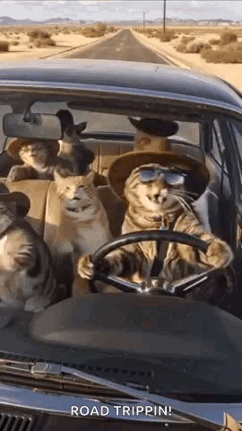 A Group Of Cats Are Sitting In A Car On A Road Trip . GIF