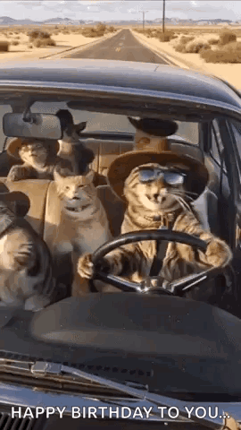 A Group Of Cats Are Sitting In A Car . GIF