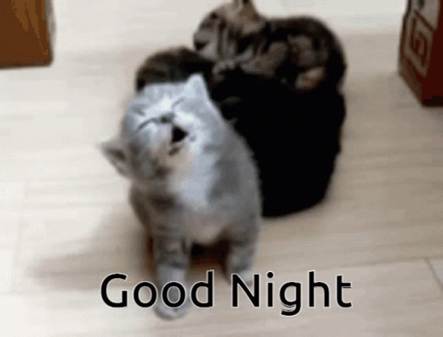 A Group Of Cats Are Standing Next To Each Other With The Words " Good Night " Written Above Them GIF