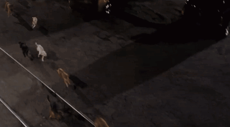 A Group Of Cats Are Walking Along A Train Track At Night . GIF