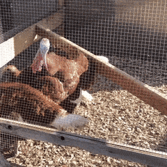 A Group Of Chickens In A Cage With A Turkey GIF