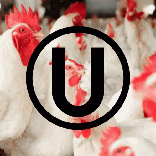 A Group Of Chickens With A Letter U In The Center GIF