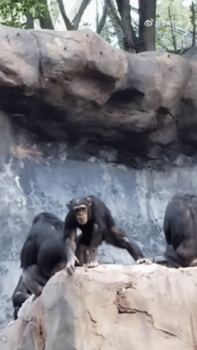 A Group Of Chimpanzees Are Playing On A Rock GIF