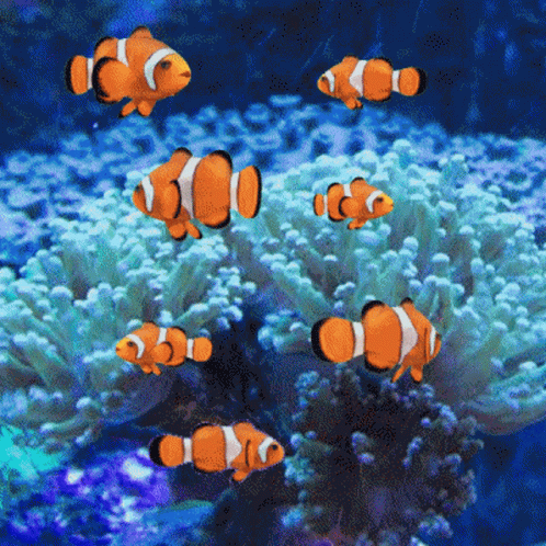 A Group Of Clown Fish Swimming In A Coral Reef GIF